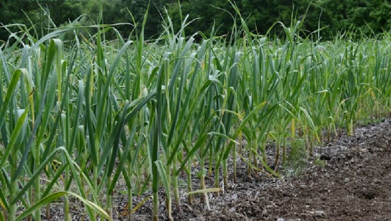 Cây dược liệu cây Tỏi - Allium sativum