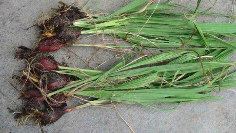 Sâm đại hành có tác dụng với ung thư máu?