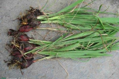 Sâm đại hành có tác dụng với ung thư máu?