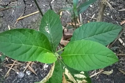 Tác dụng chữa bệnh của cây mật gấu là gì?