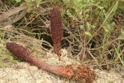 Cây dược liệu cây Nấm Tích Dương - Cynomorium cocineum