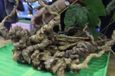 Tác dụng dược lý, Công dụng và liều dùng thực sự của nhân sâm Việt Nam (Sâm Ngọc Linh)