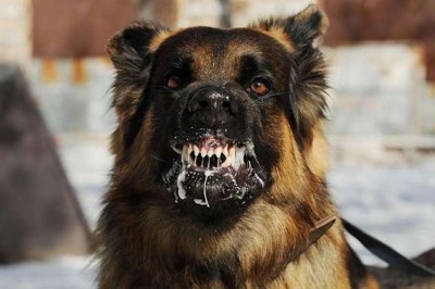 Người phụ nữ cả đời buôn bán thịt chó bị chó dại cắn chết