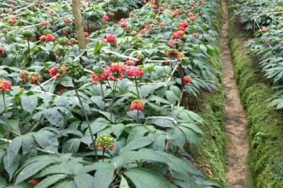 Cây dược liệu Cây tam thất, kim bất hoán, nhân sâm tam thất, sâm tam thất - Panax pseudo-ginseng