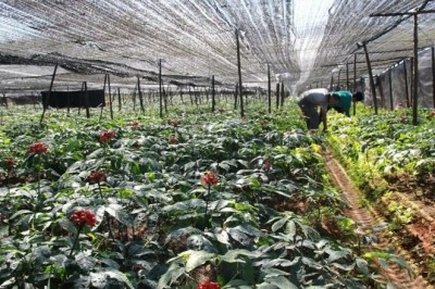 Kiến thức Trồng Và Chăm Sóc và thu hoạch Cây Tam Thất Bắc