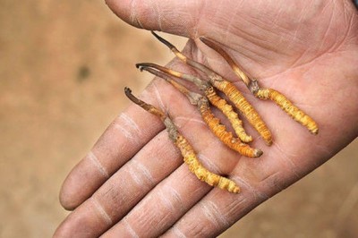 Đông trùng hạ thảo tốt cho người mắc bệnh ung thư?