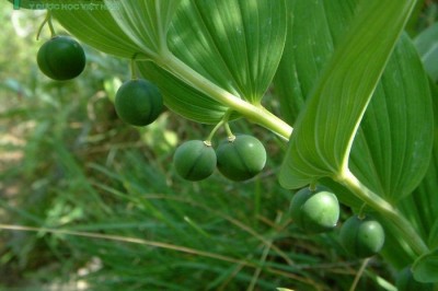 Cây dược liệu cây Ngọc trúc - Polygonatum odoratum