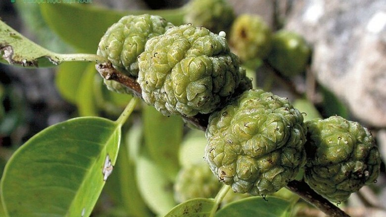 Cây dược liệu cây Mỏ quạ, Vàng lồ, Hoàng lồ - Maclura cochinchinensis