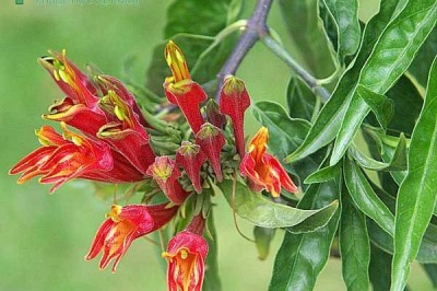 Cây dược liệu cây Mảnh công, cây bìm bịp, cây xương khỉ - Clinacanthus nutans (Burn f) Linlau