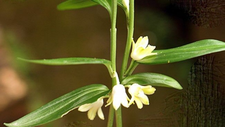 Cây dược liệu cây Ngọc trúc hoàng tinh, Vạn thọ trúc giả rễ trúc - Disporopsis aspera