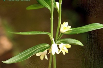 Cây dược liệu cây Ngọc trúc hoàng tinh, Vạn thọ trúc giả rễ trúc - Disporopsis aspera