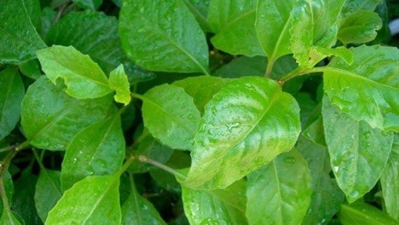 Cây dược liệu cây Bầu đất, Kim thất, Rau lúi, Rau bầu đất - Gynura procumbens