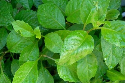 Cây dược liệu cây Bầu đất, Kim thất, Rau lúi, Rau bầu đất - Gynura procumbens