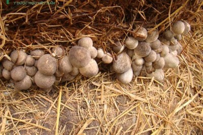 Cây dược liệu cây Nấm rơm, nấm rạ - Volvariella volvacea