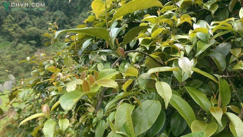 Cây dược liệu Cây Lá Giang - Aganonerion Polymorphum