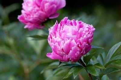 Cây dược liệu cây Bạch thược, Thược dược - Paeonia lactiflora Pall