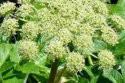 Cây dược liệu cây Bạch thược nam - Premna camboliana