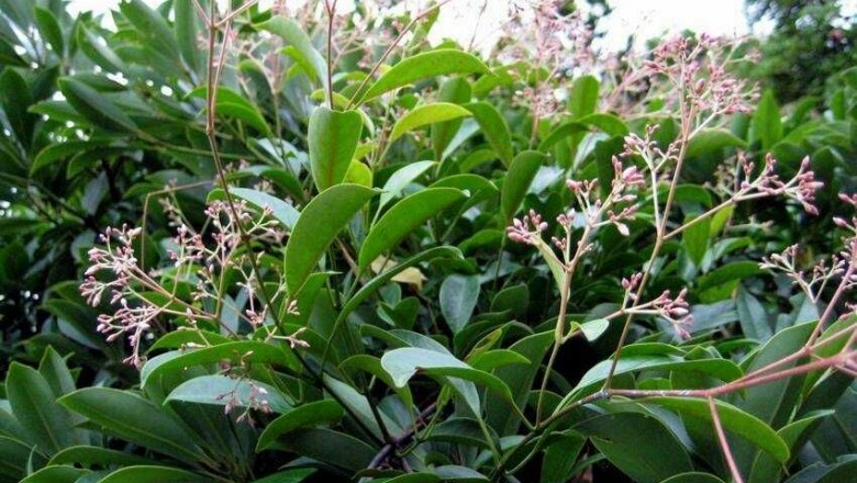 Cây dược liệu cây Dây cao su hồng, Dây răng bừa hồng - Ecdysanthera rosea Hook