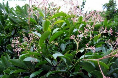 Cây dược liệu cây Dây cao su hồng, Dây răng bừa hồng - Ecdysanthera rosea Hook