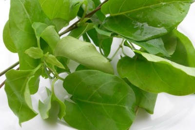 Món ăn bài thuốc tốt cho sức khỏe từ cây Lá Giang