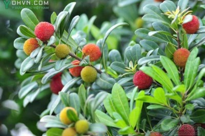 Cây dược liệu cây Dâu rượu, Thanh mai - Myrica esculenta Buch