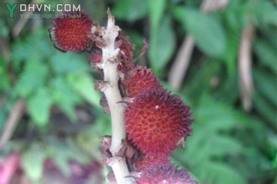 Những bài thuốc Đông Y dùng Sa Nhân chữa đầy hơi, an thai