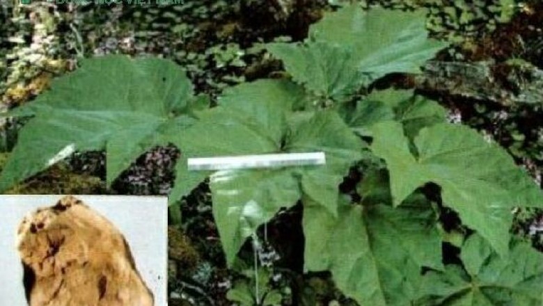 Cây dược liệu cây Ðại hoàng - Rheum palmatum