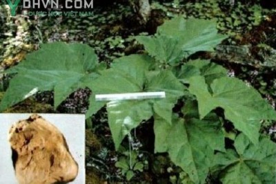Cây dược liệu cây Ðại hoàng - Rheum palmatum