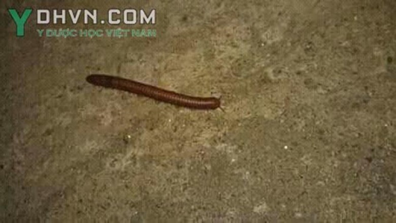 Con Cuốn chiếu có gây độc cho người không ?