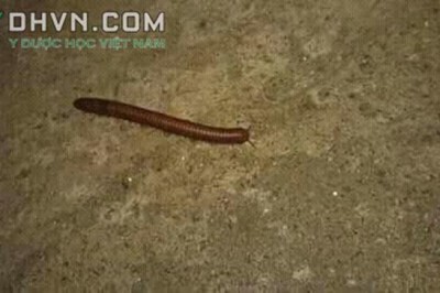 Con Cuốn chiếu có gây độc cho người không ?