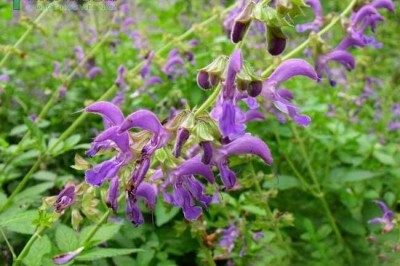 Cây dược liệu cây Ðan sâm - Salvia miltiorrhiza Bunge