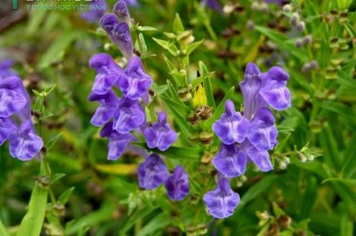 Cây dược liệu cây Hoàng cầm - Scutellaria baicalensis Georgi