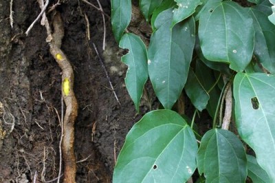 Nhân biết và phân loại Cây Hoàng đằng tại Việt Nam