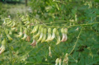 Cây dược liệu cây Hoàng kỳ - Astragalus membranaceus