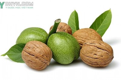 Cây dược liệu cây Hồ đào, cây Óc chó - Juglans regia 