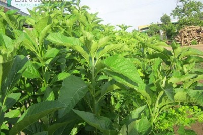 Nhận diện những loại cây dược liệu có thể gây chết người khi ngâm rượu uống