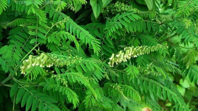 Bài thuốc từ cây Khổ Sâm chữa rối loạn nhịp tim