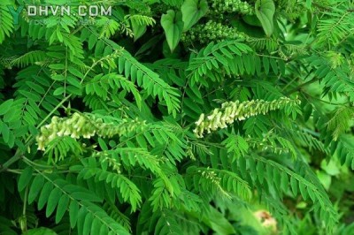 Bài thuốc từ cây Khổ Sâm chữa rối loạn nhịp tim