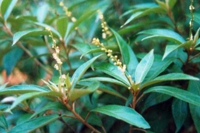 Cây dược liệu cây Khổ sâm Bắc bộ - Croton tonkinensis