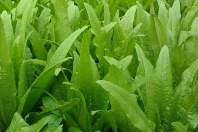 Cây dược liệu cây Rau diếp - Lactuca sativa 