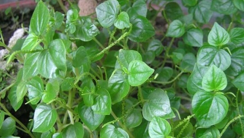 Cây dược liệu cây Rau càng cua - Peperomia pellucida