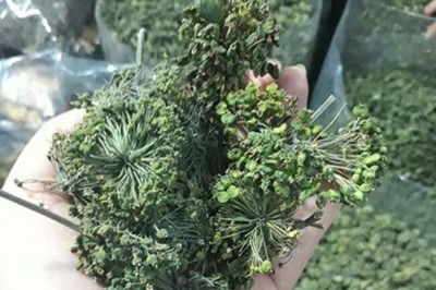 Vị thuốc quý giúp hạ huyết áp từ Hoa tam thất