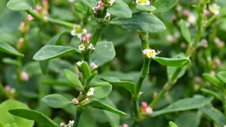 Cây dược liệu cây Rau đắng, Biển súc, Cây càng tôm - Polygonum aviculare L