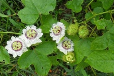 Cây dược liệu cây Lạc tiên, Nhãn lồng, hay chùm bao - Passiflora foetida