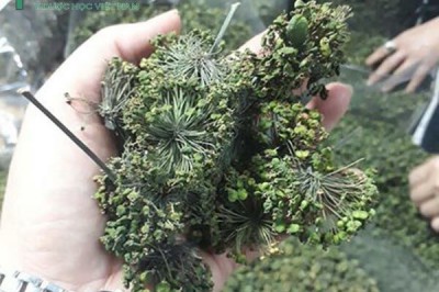 Những tác dụng bất ngờ của hoa Tam Thất, nụ Tam thất, cách nhận biết hàng Trung Quốc