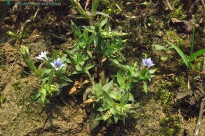 Cây dược liệu cây Long đởm, Đinh - Gentiana lourerii 