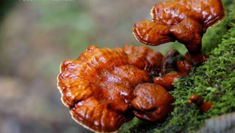 Cây dược liệu cây Linh chi, Nấm lim - Ganoderma lucidum