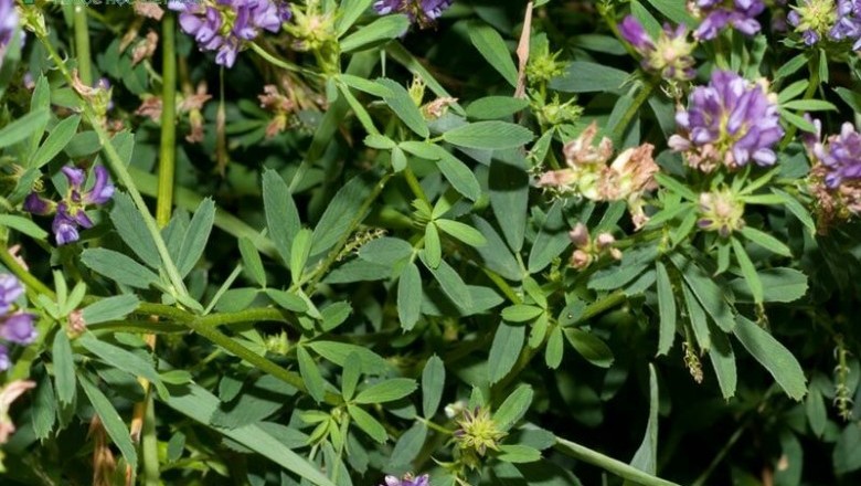 Cây dược liệu cây Linh lăng, Cỏ luzec - Medicago sativa