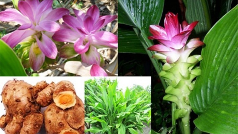 Cây dược liệu Cây Nghệ Rễ Vàng - Curcuma Zanthorrhiza Roxb
