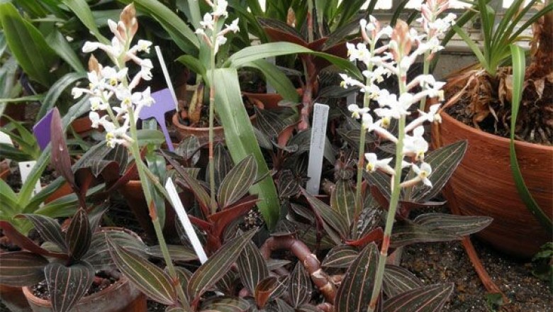 Cây dược liệu cây Lan gấm, thạch tầm - Ludisia discolor